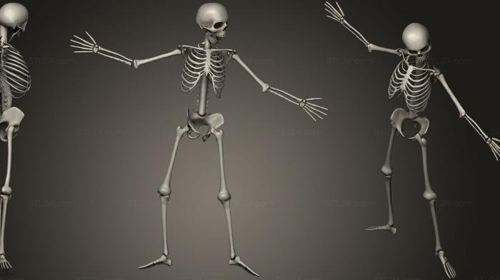 Анатомия скелеты и черепа (Набор человеческих костей3, ANTM_0686) 3D модель для ЧПУ станка